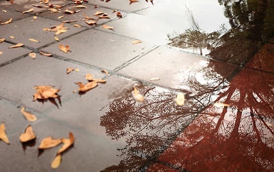 photo of wet sidewalk with leaves